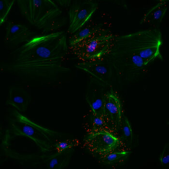 pVEGFR2 on VEGF stimulated HUVEC cells