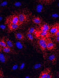 NaveniFlex Cell GM Red protein-protein interaction
