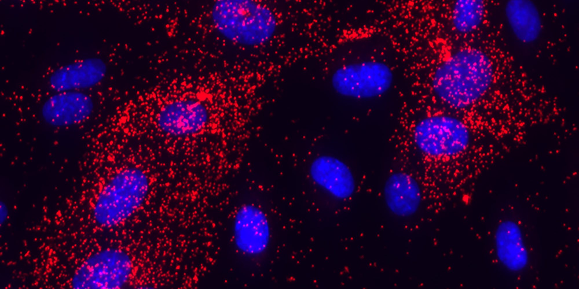 NaveniFlex Cell GR Red protein-protein interaction