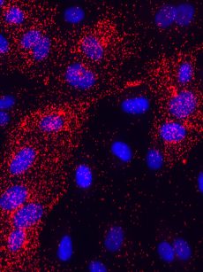 NaveniFlex Cell GR Red protein-protein interaction