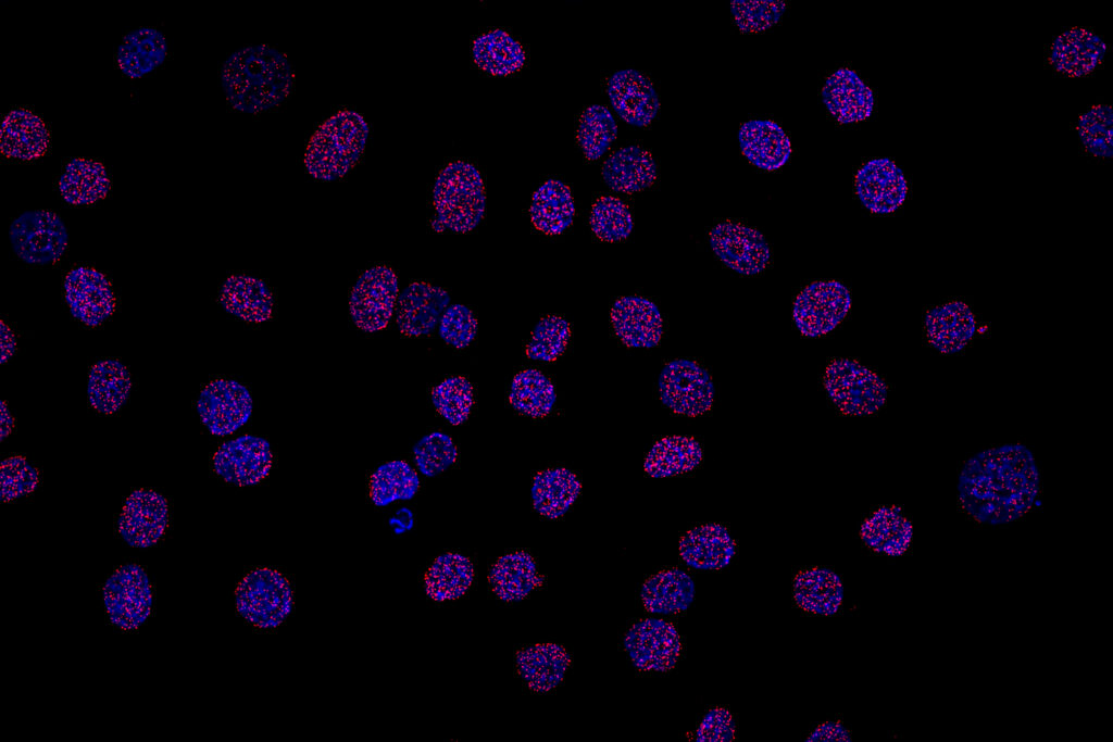 NaveniFlex Cell MR Red protein-protein interaction