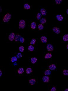 NaveniFlex Cell MR Red protein-protein interaction